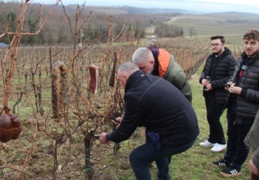 Orezani trsovi vinske loze i obilježeno prvo Vincelovo ove godine u Požeštini u vinogradu FTRR i Vinum Academicum iznad Vetova