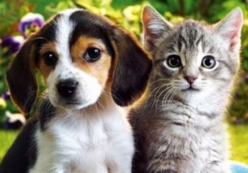 Prijatelji životinja pozvali lokalne zajednice na obilježavanje Svjetskog dana kastracije pasa i mačaka - Kastracijom do bolje kvalitete života ljubimca