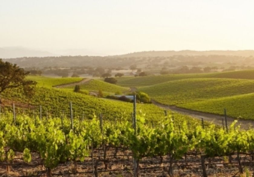 Preporuke za zaštitu početkom svibnja za voćare, vinogradare i ratare