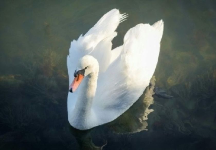 Na čitavom području RH u svim objektima na kojima se drži perad potrebno je kontinuirano provoditi biosigurnosne mjere zbog influence ptica