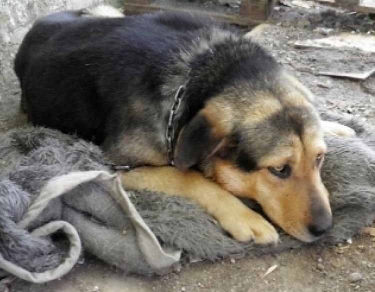 Prijatelji životinja apeliraju na hitno sklanjanje pasa i mačaka u zatvoreno - Ne dopustite da se smrznu vani dok vi spavate u toplom