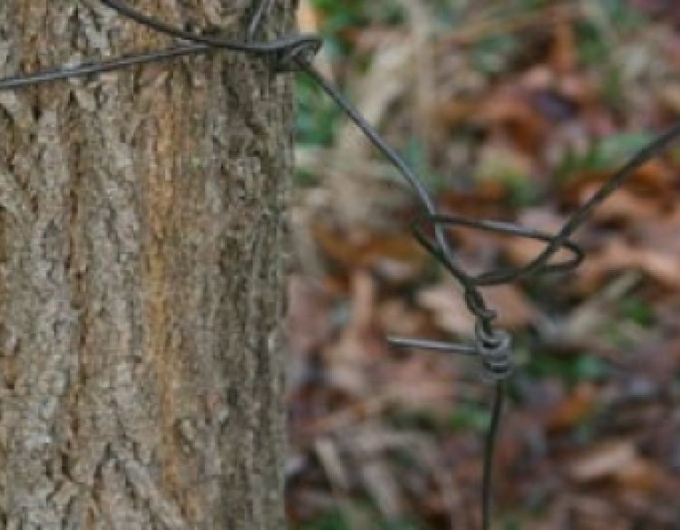Na području Kutjeva nepoznati počinitelj postavio zamku za divljač kojom je usmrtio srneću divljač