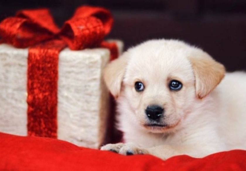 Apel Prijatelja životinja da se ne kupuju životinje za blagdane - Životinje nisu za pod bor