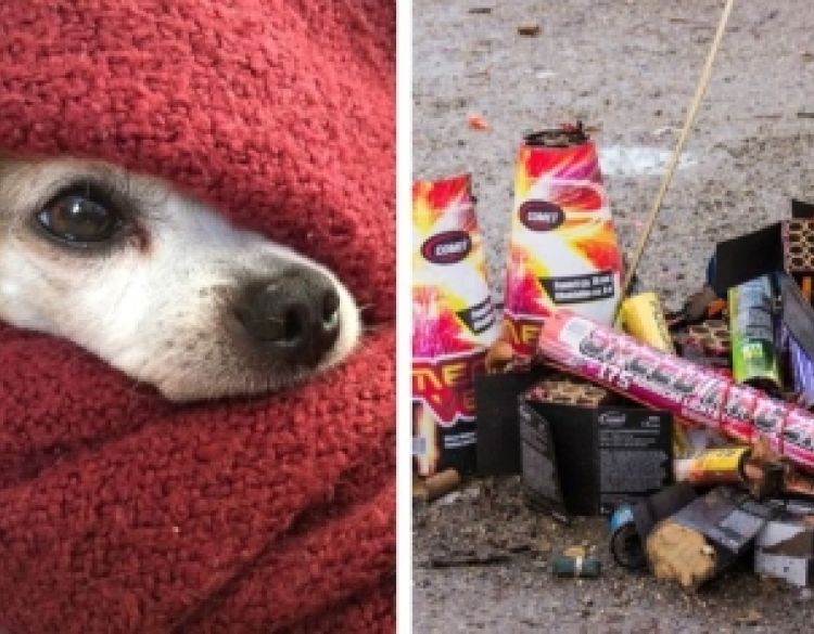 Danas počinju dani pirotehnike, iako se ništa ne slavi - Blagi zakon legalizira teror nad građanima, djecom, bolesnima i životinjama