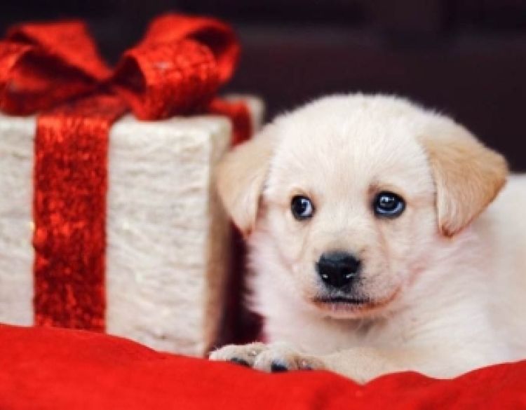 Apel Prijatelja životinja da se ne kupuju životinje za blagdane - Životinje nisu za pod bor