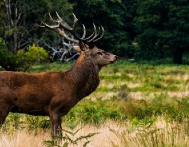 Predstavljene izmjene i dopune Zakona o lovstvu i četiri podzakonska akta Ministarstva poljoprivrede