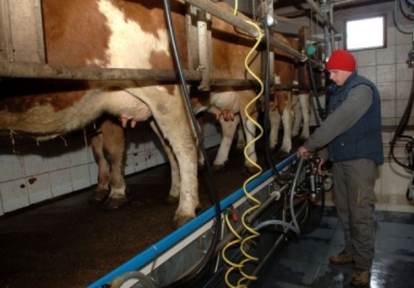 Započelo e-Savjetovanje o 24 milijuna eura vrijednom Programu potpore za sektor mlijeka