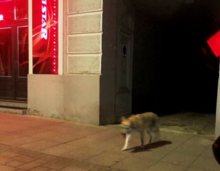 Čagalj u centru grada Požege - kružnu tok na kraju Ulice Matice hrvatske