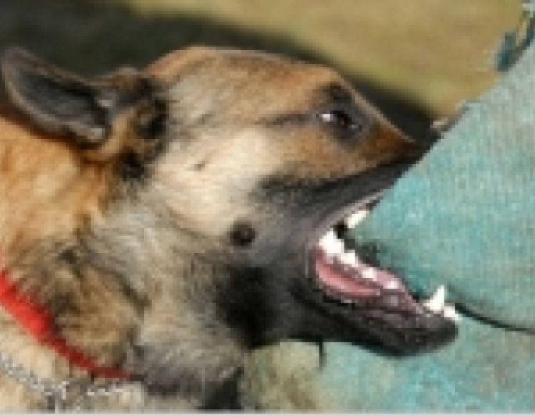 51-godišnjak je bez nadzora ostavio psa koji je napao i ugrizao 22-godišnjakinju