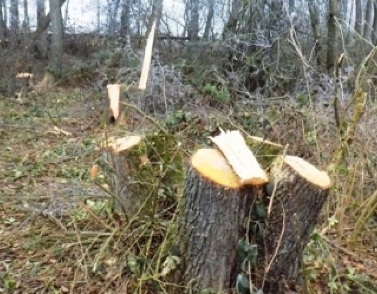 Nepoznati počinitelj u šumskom dijelu kraj Grasdišta posjekao i otuđio stabla u vlasništvu 64-godišnjaka