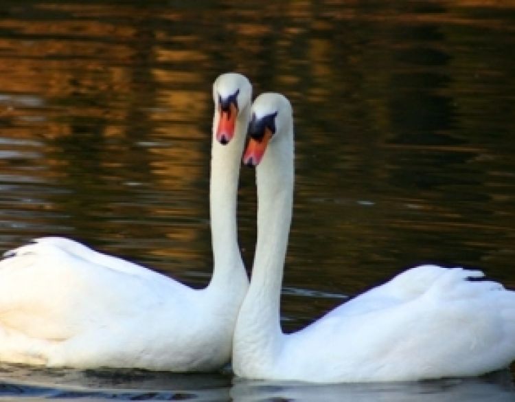 Ministarstvo poljoprivrede potvrđuje influencu ptica - kod tri labuda na jezeru u Koprivničko-križevačkoj županiji