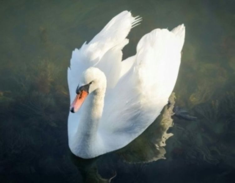 Na čitavom području RH u svim objektima na kojima se drži perad potrebno je kontinuirano provoditi biosigurnosne mjere zbog influence ptica