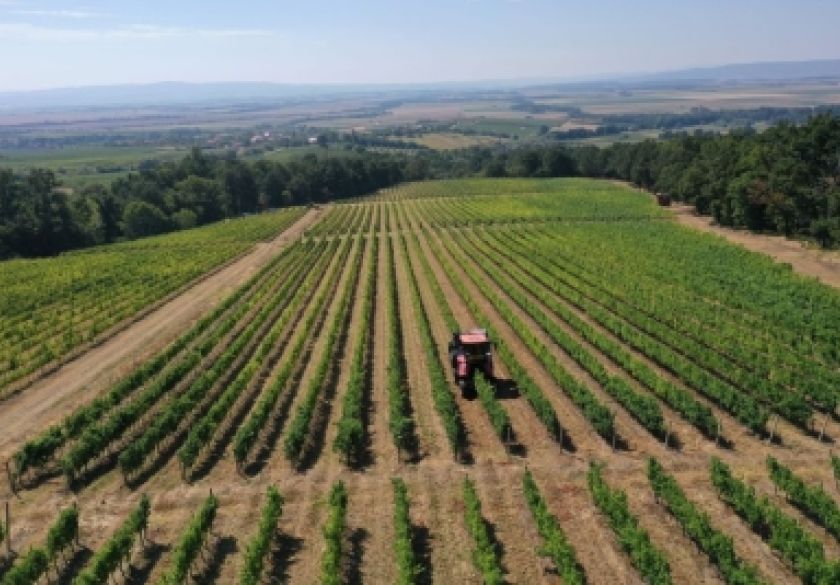 Počela je berba 2026. u Vinariji Kutjevo