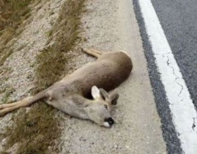 45-godišnjak između Nove Lipe i Emovačkog Luga pronašao i otuđio strvinu srnjaka