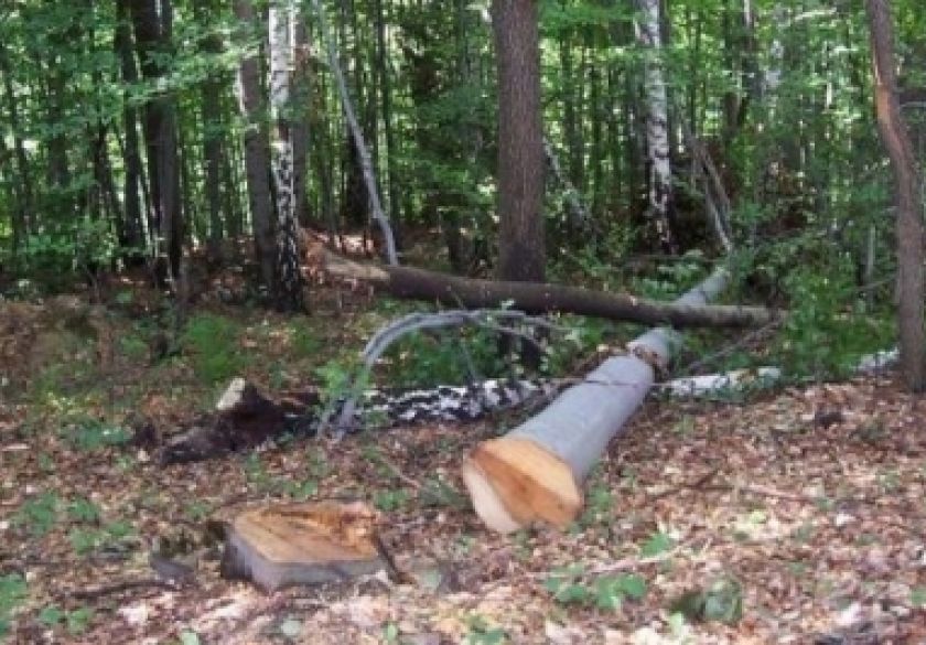 Nepoznati počinitelj je početkom svibnja izrezao i otuđio stabla hrasta i bukve u vlasništvu Hrvatskih šuma