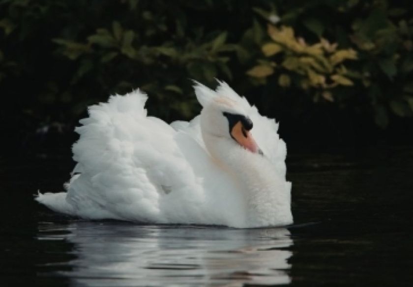 Ukinuta zona zaštite i zona nadziranja za afričku svinjsku kugu u Osječko-baranjskoj županiji - novi slučajevi H5N1 u divljih ptica