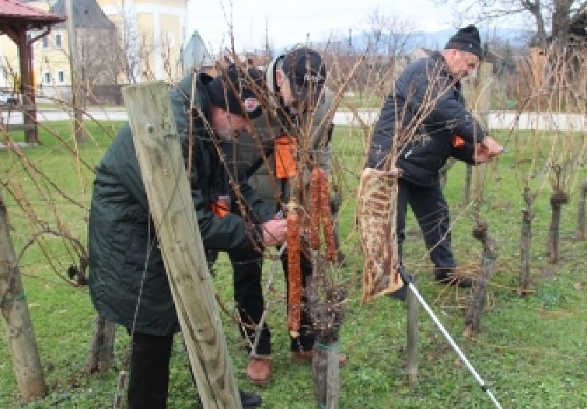 Tradicija prvog orezivanja vinskog trsa i proslavljanje 