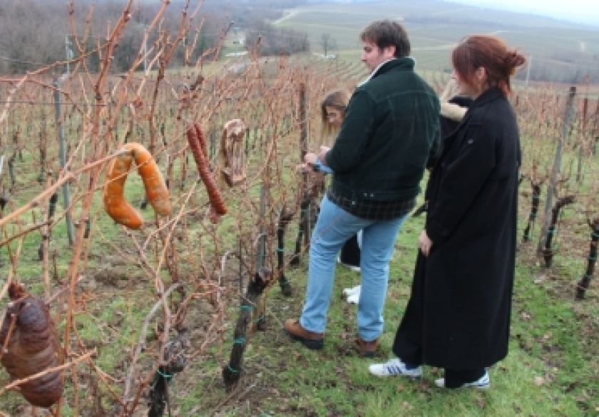 Prvo ovogodišnje orezivanje trsova i proslava Vincelova u vinogradima Vinum Academicum u Podgorju