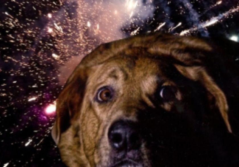 Prijatelji životinja traže od MUP-a hitne izmjene Zakona o eksplozivnim tvarima - Nizozemska je zabranila vatromete, hoće li i Hrvatska?