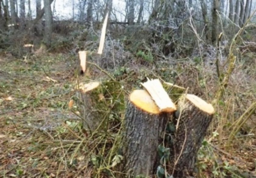 Nepoznati počinitelj posjekao i otuđio stabla kod Laza Vasinih u vlasništvu Hrvatskih šuma