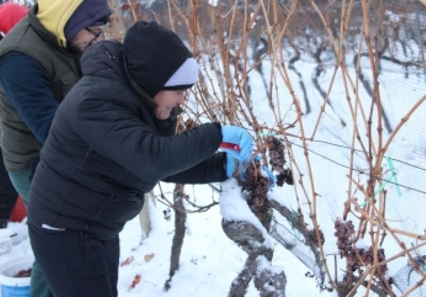 Kruna vinogradarenja Kutjeva d.d. je ledena berba koja je održana nakon svitanja jutros na - 8,4 stupnja - lokacija Hrnjevac preko 300 m/nv