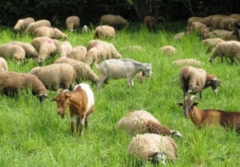 Prvi put potvrđena Kuga kod malih preživača u Republici Hrvatskoj - opasna za koze i ovce