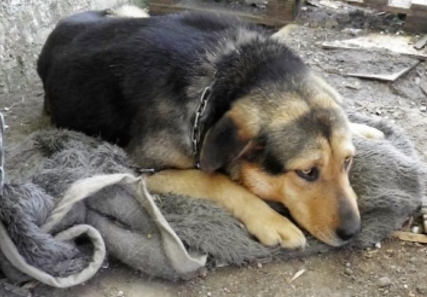 Prijatelji životinja apeliraju na hitno sklanjanje pasa i mačaka u zatvoreno - Ne dopustite da se smrznu vani dok vi spavate u toplom