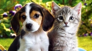 Prijatelji životinja pozvali lokalne zajednice na obilježavanje Svjetskog dana kastracije pasa i mačaka - Kastracijom do bolje kvalitete života ljubimca