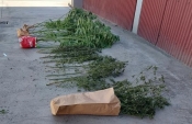 Policijski službenici kod dvojice muškaraca na području Kutjeva pronašli stabljike marihuane