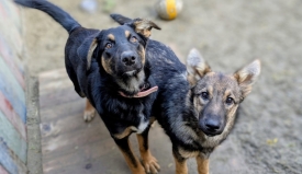 Danas se obilježava Svjetski dan napuštenih životinja - Prijatelji životinja predlažu kako im pomoći jer tisuće napuštenih životinja čekaju dom