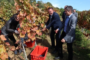 Od ubranog zweigelta pripremit će jedinstveno vino Erasmus +