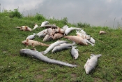 Od još nepoznatog uzroka uginulo 3,5 tona ribe