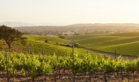 Preporuke za mjere zaštite za voćare, vinogradare, ratare i povrtlare u svibnju