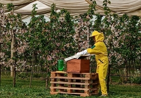 Nakon 65 godina u Poljoprivredno-prehrambenoj školi Požega ponovno se kreće s uzgojem pčela