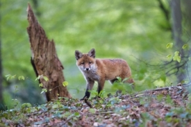 Od 8 lipnja početak proljetne akcije oralne vakcinacije lisica