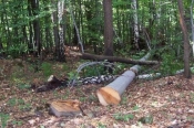 Još jedna sječa i krađa stabala u šumi kod Gornjih Emovaca a ovaj puta na štetu 54-godišnjaka