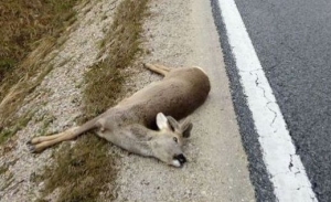 45-godišnjak između Nove Lipe i Emovačkog Luga pronašao i otuđio strvinu srnjaka