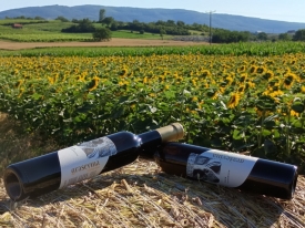 Arhivska Graševina i Chardonnay 2011. - Nova Akademska vina Zlatne doline za enogastronomsko uživanje