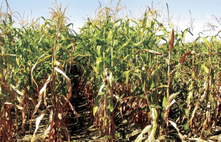 Grad Požega poziva poljoprivrednike da prijave štete od suše na usjevima i nasadima do 14.09.