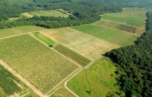 Preporuke za zaštitu nasada voćarima, vinogradarima i povrtlarima krajem mjeseca lipnja