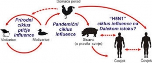 Pojava visoko patogene influence ptica u državama članicama EU