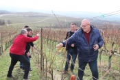 Prvo ovogodišnje orezivanje trsova i proslava Vincelova u vinogradima Vinum Academicum u Podgorju