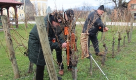Tradicija prvog orezivanja vinskog trsa i proslavljanje "Vincelova" održano u Udruzi vinogradara i vinara "Vino-kap" u Kaptolu