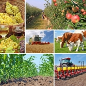 Poljoprivredna proizvodnja narasla za 7%, vrijednost dohotka za 14%