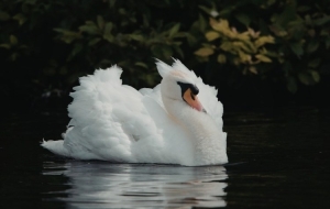 Ukinuta zona zaštite i zona nadziranja za afričku svinjsku kugu u Osječko-baranjskoj županiji - novi slučajevi H5N1 u divljih ptica