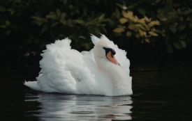 Ukinuta zona zaštite i zona nadziranja za afričku svinjsku kugu u Osječko-baranjskoj županiji - novi slučajevi H5N1 u divljih ptica