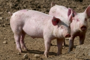 Ima li svinjogojstvo budućnost u Hrvatskoj - Slavonija je na koljenima i svinjska kuga će tamo odlučiti izbore