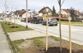 Posađena nova stabla u požeškoj Ulici Pavla Radića