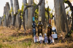 6 milijuna kuna potpore regionalnim organizacijama vinara i vinogradara