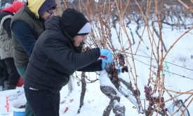 Kruna vinogradarenja Kutjeva d.d. je ledena berba koja je održana nakon svitanja jutros na - 8,4 stupnja - lokacija Hrnjevac preko 300 m/nv